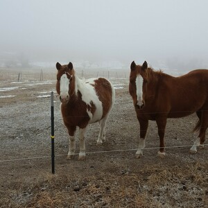 Metal Mustangs